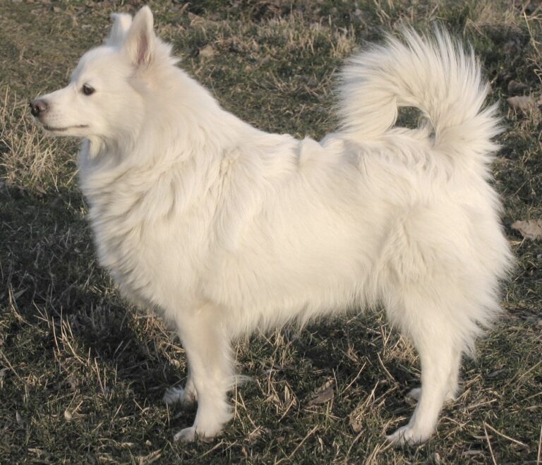 Szpic niemiecki duży (Großspitz)