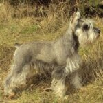 Schnauzer Pitic