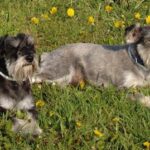 Schnauzer Pitic