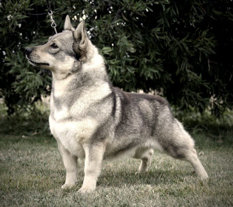 Szwedzki vallhund (szpic gocki)