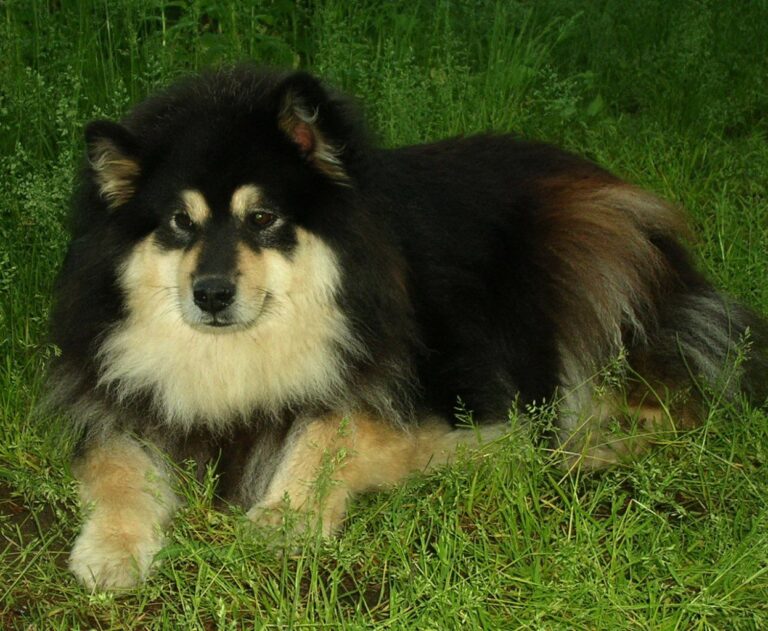 Lapphund Finlandez