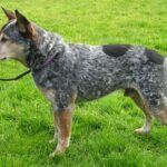 Australian Heeler