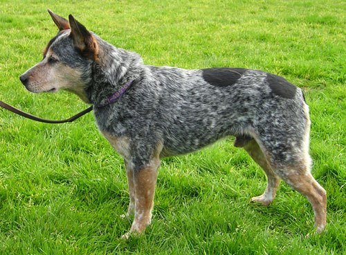 Blue Heeler facts