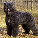 Bouvier des Flandres