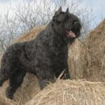 Bouvier des Flandres