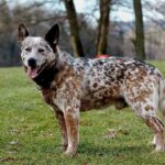 Australian Heeler