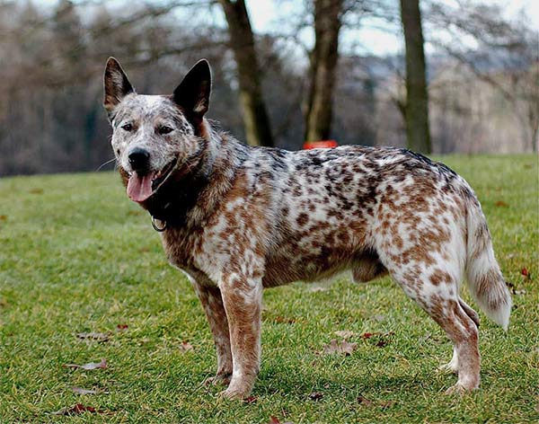 Grooming a Heeler