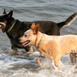 Australian Heeler