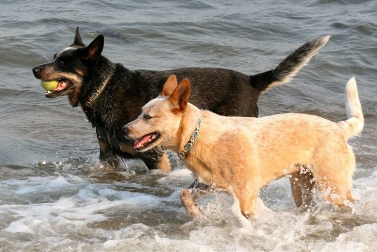 Australijski Heeler