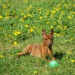 Pinscher Nain
