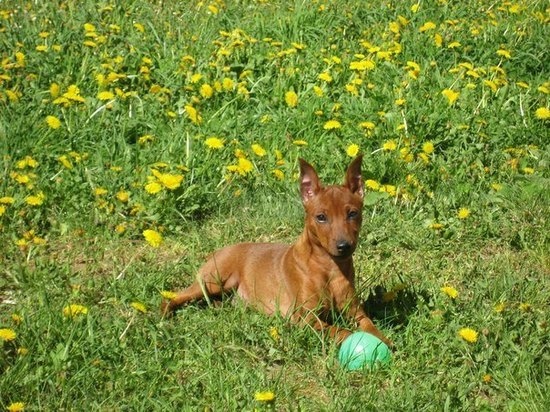 Red Miniature Pinscher