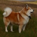 Ісландський собака