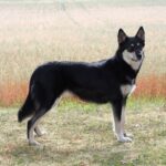 Лопарський оленегонний собака (Лапінпорокойра)