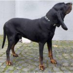 Coonhound noir et feu