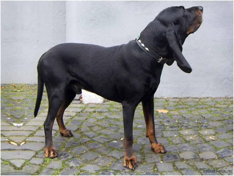 Coonhound noir et feu