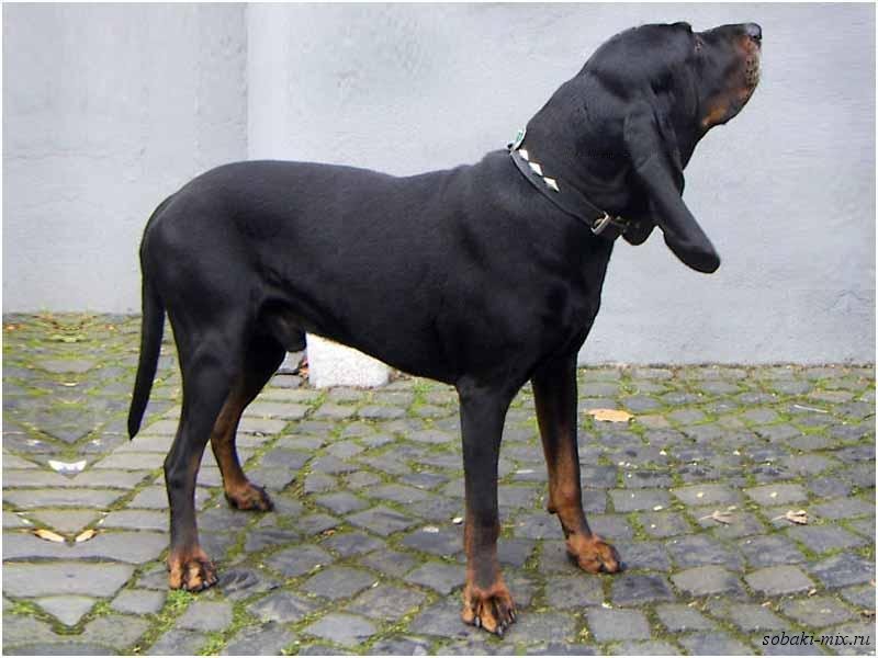 Coonhound negro y fuego posando