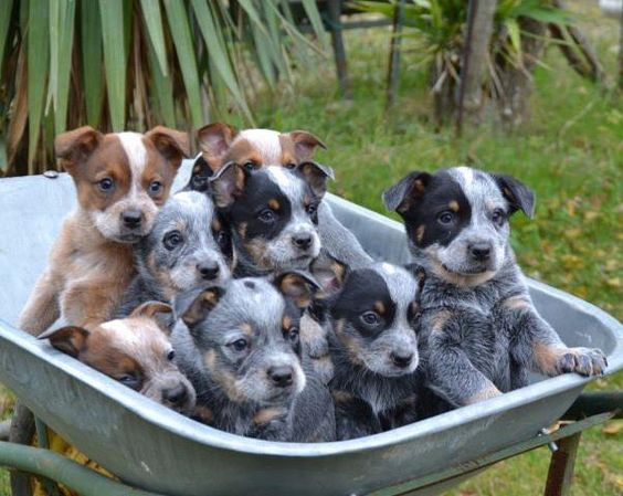 Heeler health check