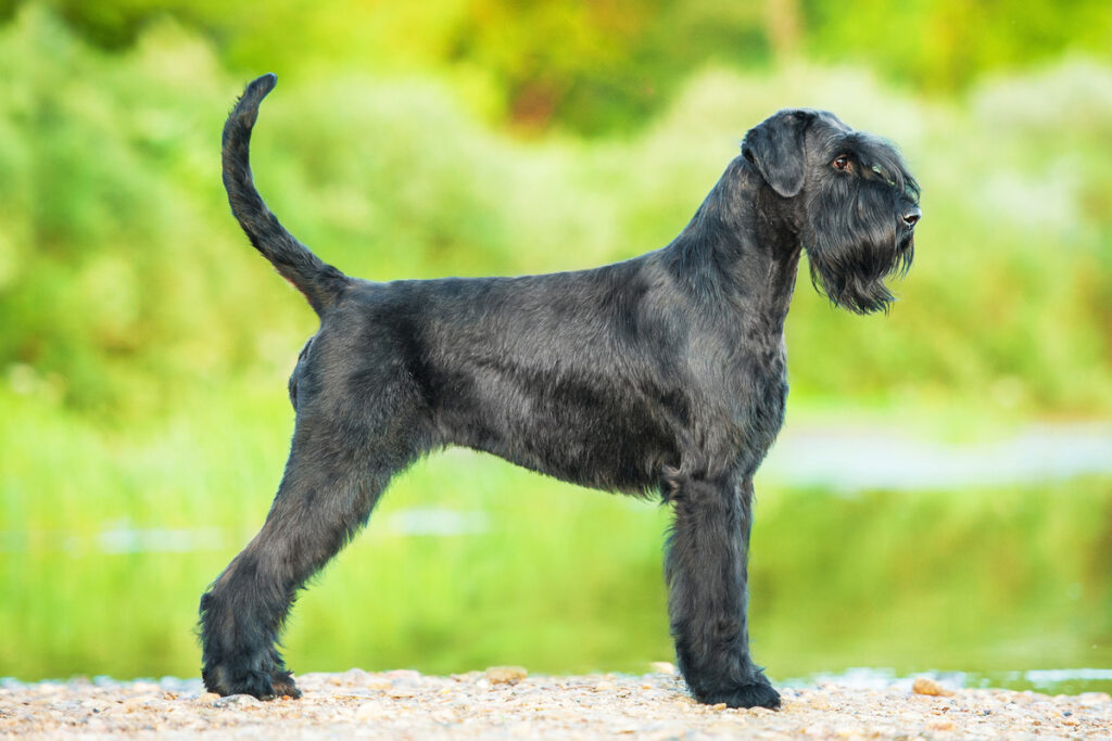 Schnauzer Standard (Mittelschnauzer)
