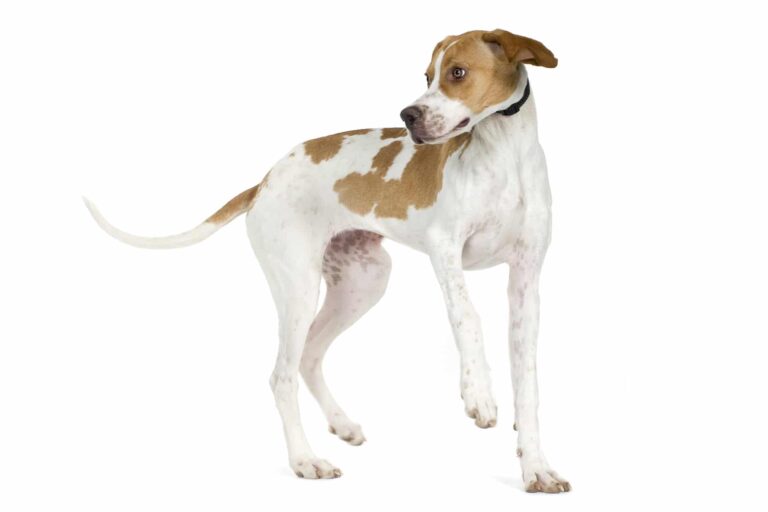 Pointer Anglais