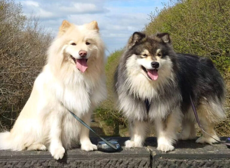Lapphund Finlandez