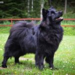 Шведський лаппхунд