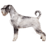 Schnauzer Standard (Mittelschnauzer)