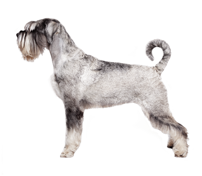 Schnauzer Standard (Mittelschnauzer)