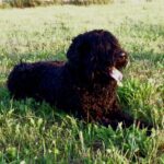 Black Russian Terrier