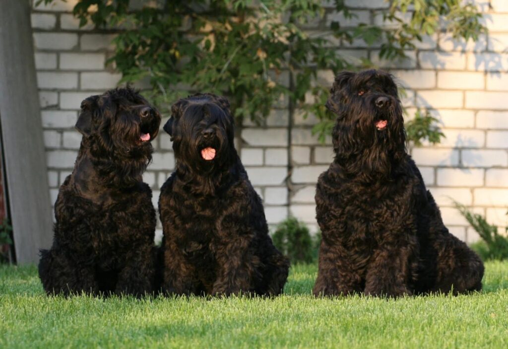 Gepflegter Russischer Schwarzer Terrier