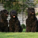Black Russian Terrier