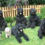 Black Russian Terrier