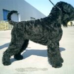 Black Russian Terrier
