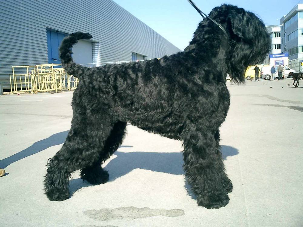 Schwarzer Terrier in Aktion