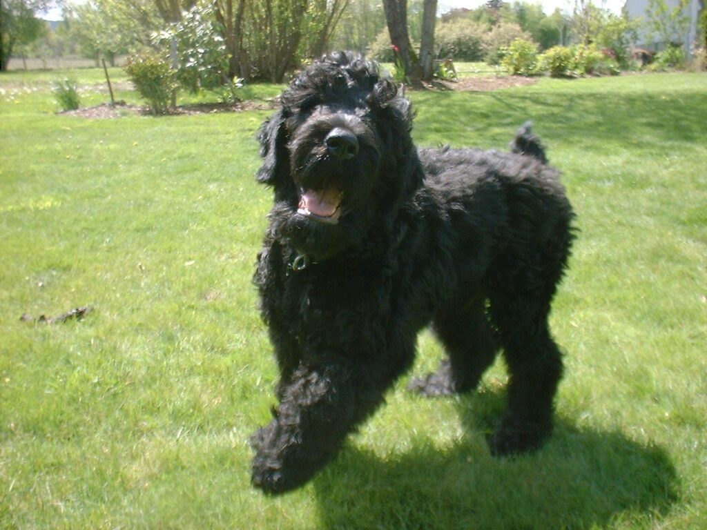 Kopfprofil eines Schwarzen Terriers