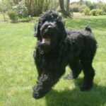 Black Russian Terrier