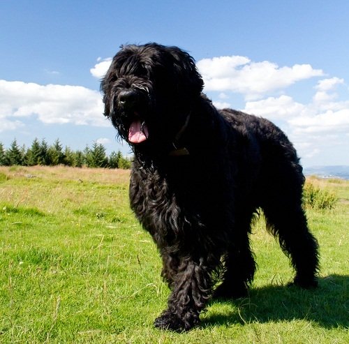 Russischer Schwarzer Terrier beim Training