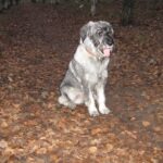 Schnauzer Standard (Mittelschnauzer)