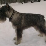 Schnauzer Standard (Mittelschnauzer)