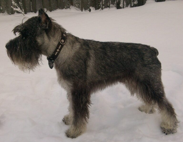 Schnauzer Standard (Mittelschnauzer)