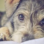 Schnauzer Standard (Mittelschnauzer)