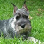 Schnauzer Standard (Mittelschnauzer)