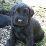 Schnauzer Géant (Riesenschnauzer)