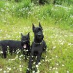 Schnauzer Géant (Riesenschnauzer)