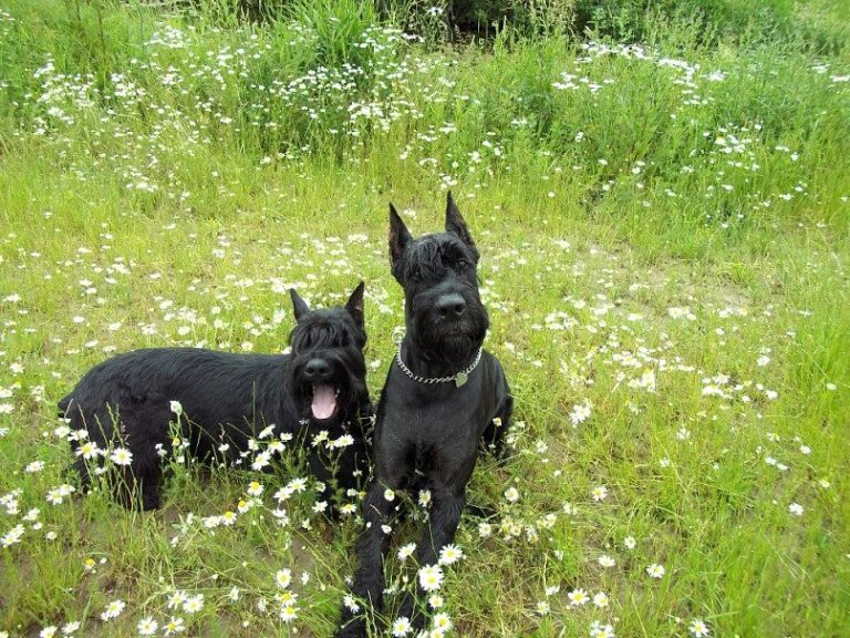 Schnauzer Uriaș (Riesenschnauzer)