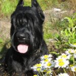 Schnauzer Géant (Riesenschnauzer)