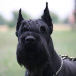 Schnauzer Géant (Riesenschnauzer)