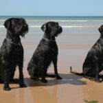 Schnauzer Géant (Riesenschnauzer)