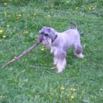 Schnauzer Pitic