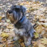 Schnauzer Pitic