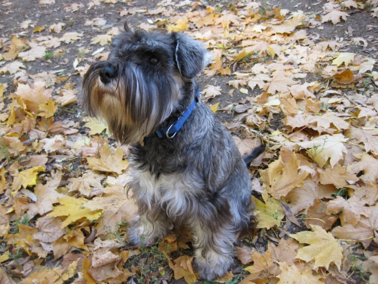 Schnauzer Pitic